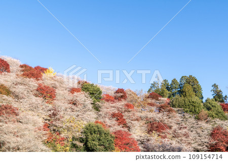 四季櫻花與紅葉(愛知縣豐田市河見四季櫻之裡) 四季櫻花與紅葉(愛知縣豐田市河見四季櫻之裡) 109154714