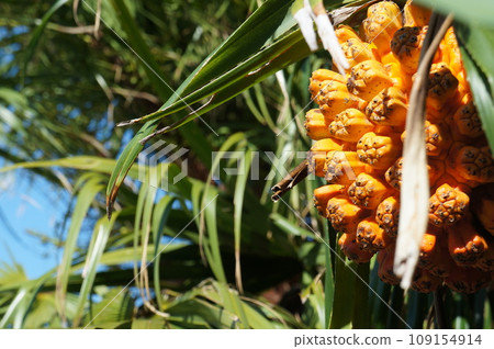 Okinawa pandanus fruit 109154914