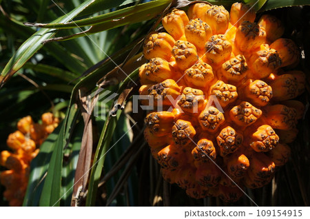 Okinawa pandanus fruit 109154915