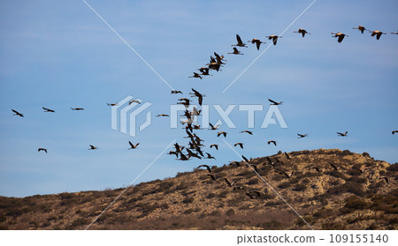 Flight of migrating cranes in cloud sky. Gallocanta area. 109155140