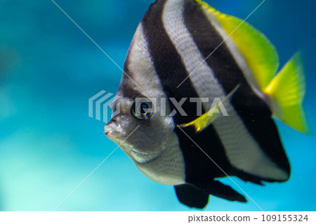 石斑紅魚 石斑紅魚 109155324
