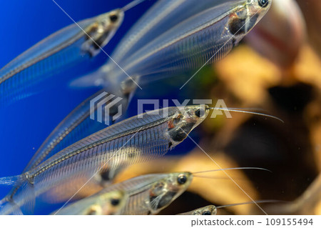 半透明的草鯰魚 半透明的草鯰魚 109155494