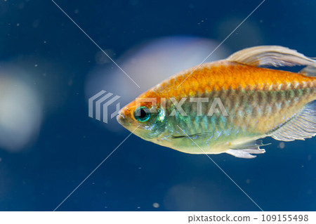 congo tetra congo tetra 109155498