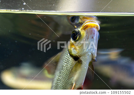 魚臉朝水 109155502