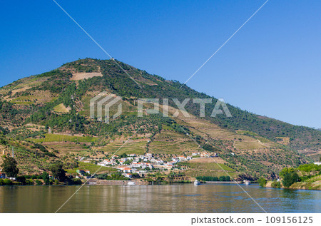 Vineyars in Douro Valley Vineyars in Douro Valley 109156125