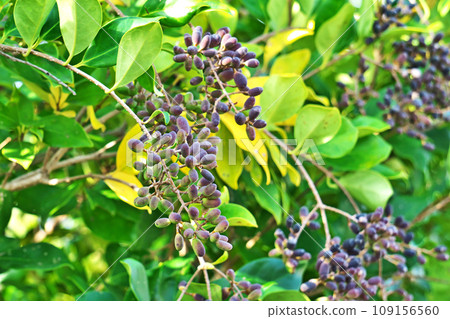 Nezimochi fruit that turns black in autumn (autumn, November) 109156560