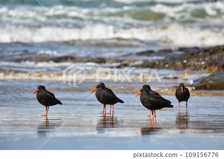 Oystercatchers in a line Oystercatchers in a line 109156776