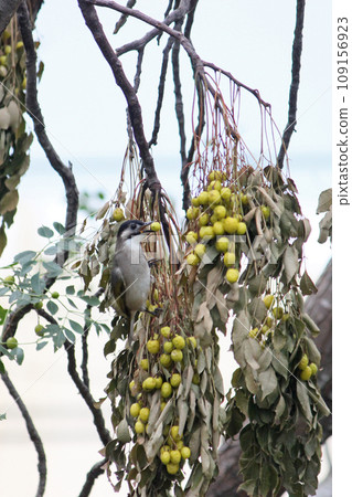 樹枝上吃果子的烏頭翁 109156923