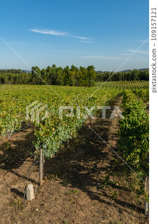 Vineyard at Moncao in Portugal Vineyard at Moncao in Portugal 109157121