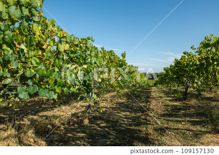 Vineyard at Moncao in Portugal Vineyard at Moncao in Portugal 109157130