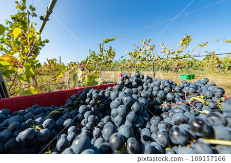 Freshly picked grapes 109157166