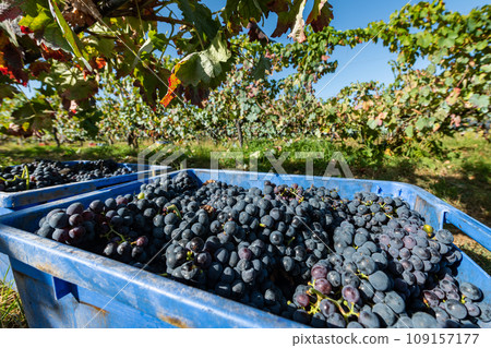 Freshly picked grapes 109157177