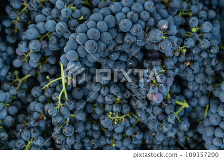 Purple grapes background Purple grapes background 109157200