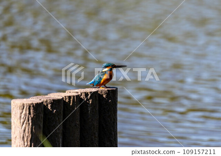 美麗的翠鳥簡介 109157211