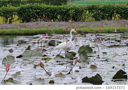 荷花池裡覓食的白鷺鷥 荷花池裡覓食的白鷺鷥 109157371