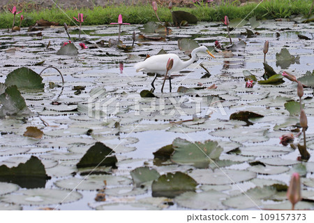 荷花池裡覓食的白鷺鷥 荷花池裡覓食的白鷺鷥 109157373