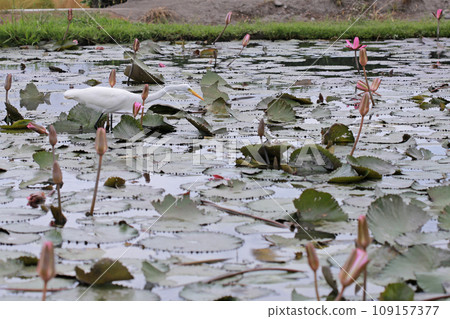 荷花池裡覓食的白鷺鷥 109157377