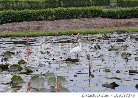 荷花池裡覓食的白鷺鷥 荷花池裡覓食的白鷺鷥 109157379