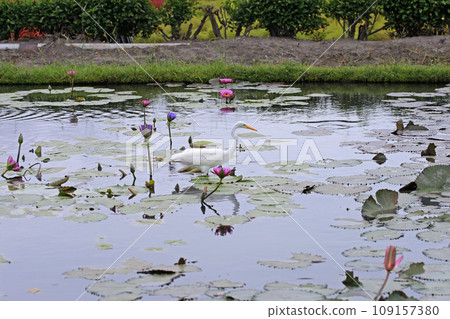荷花池裡覓食的白鷺鷥 109157380