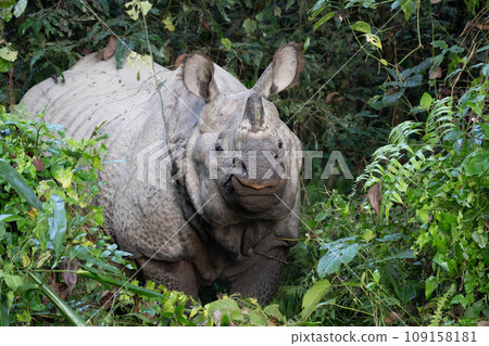 One Horned Rhino in the Jungle 109158181