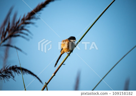 Shrike Perched on a stem of Grass 109158182