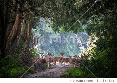 Spotted Deer in a Clearinf in the Jungle Spotted Deer in a Clearinf in the Jungle 109158184