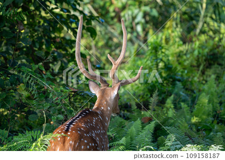 Spotted Deer in the Jungle Spotted Deer in the Jungle 109158187