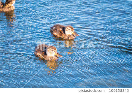 Cute little duckling swimming alone in a lake or river with calm water 109158243