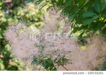 Interesting plant Cotinus coggygria, Rhus cotinus, smoke tree, smoke bush, Venetian sumach 109158261