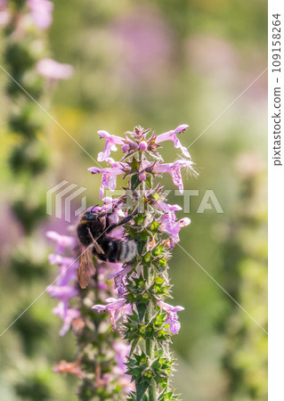A bee collects pollen on Purple Betony flowers or Betony, Wood Betony, Bishopwort, Bishop's Wort. 109158264
