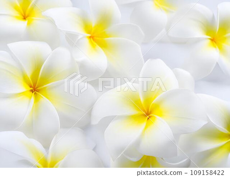 雞蛋花背景｜生成AI 109158422