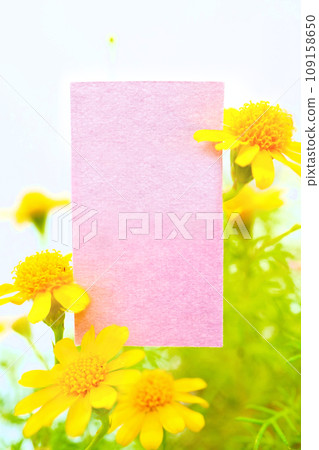 Mockup of pink spring title frame with yellow flowers of Dahlberg daisy on white background 109158650