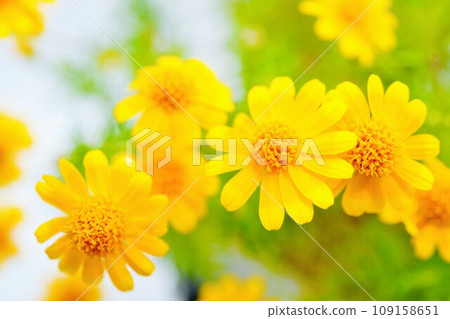 Many small yellow flowers of the cute Dahlberg daisy, a member of the Asteraceae family, on a white background 109158651