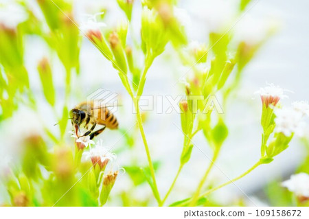 Cute bee collecting nectar from Stevia flowers, a natural sweetener, blooming outdoors 109158672