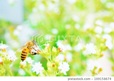一隻蜜蜂在戶外努力從小白甜菊花中採集花粉的特寫 109158674