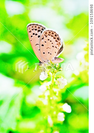 大和呂卡蝴蝶棲息在戶外白紫蘇花上的特寫鏡頭 大和呂卡蝴蝶棲息在戶外白紫蘇花上的特寫鏡頭 109158698