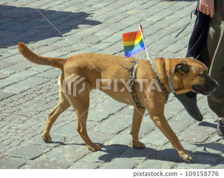 A brown dog takes part in the annual gay parade of the LGBT community with a bright scarf around his 109158776