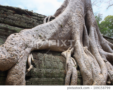 Cambodia Ta Prohm Golden Week cloudy day Cambodia Ta Prohm Golden Week cloudy day 109158799