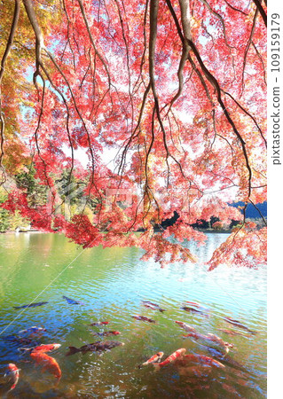 [南阿爾卑斯] 稻長湖的紅葉 109159179