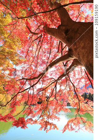 [南阿爾卑斯] 稻長湖的紅葉 109159190