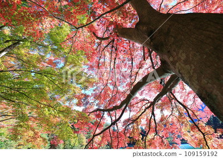[Southern Alps] Autumn leaves of Lake Inaga 109159192