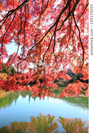 [南阿爾卑斯] 稻長湖的紅葉 109159203