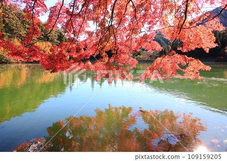 [南阿爾卑斯] 稻長湖的紅葉 109159205