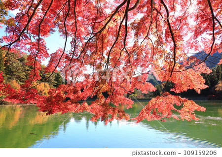 [南阿爾卑斯] 稻長湖的紅葉 109159206