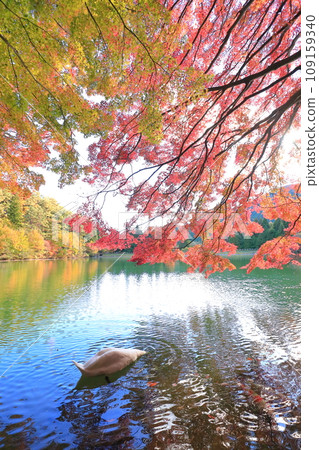 [Minami Alps] Autumn leaves and swans at Lake Inaga 109159340