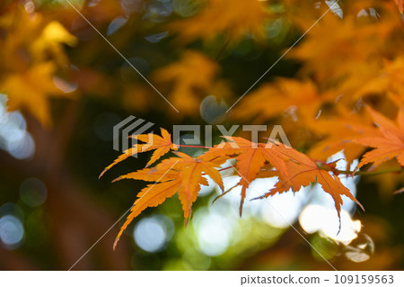 Autumn in Japan: maple leaves dyed yellow Autumn in Japan: maple leaves dyed yellow 109159563