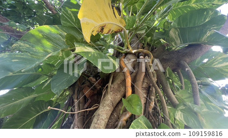 Trees on Ishigaki Island that look like entwined snakes 109159816