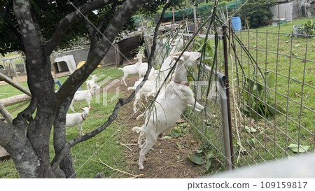 standing goat eating 109159817