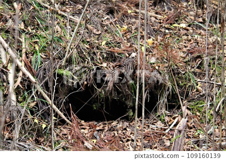 bush bear hole bush bear hole 109160139