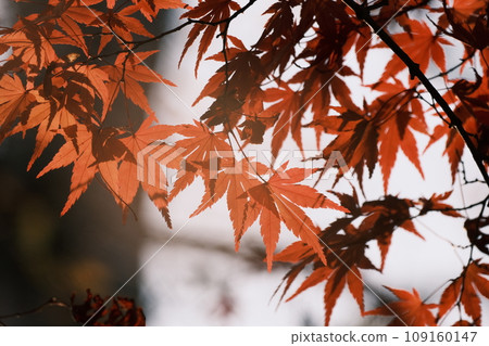 Momiji leaves transparent to light Momiji leaves transparent to light 109160147